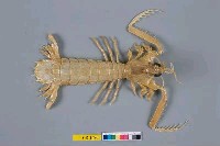 藏品(眼斑猛蝦蛄)的圖片
